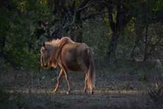Unathi Game Lodge -  - 6