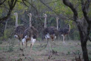 Unathi Game Lodge -  - 7