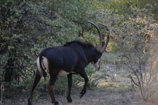 Unathi Game Lodge -  - 5
