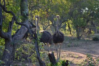 Unathi Game Lodge -  - 2
