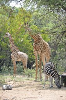 Unathi Game Lodge -  - 3