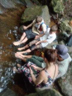 Rain forest freedom - 1