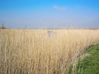 Elm Barn View - 1