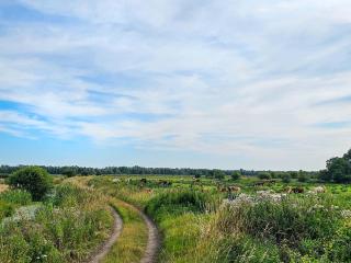 Little Marsh - 4