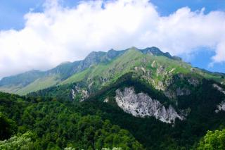 BONIS - Nidi nel Bosco - 2