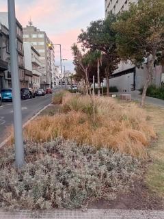 Gorrión del sur - 1