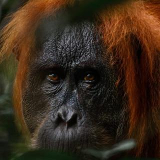 Orangutan Joint Trekking & Stay - 0
