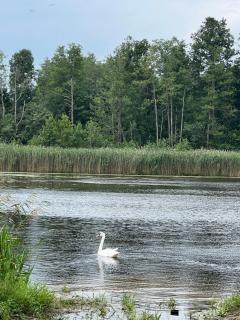 Pas Šerną - 3
