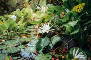 Dasa Wana - DW Jungle Resort - Candidasa - 8