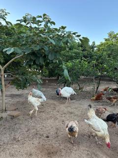 Fazenda Vale Verde - 2