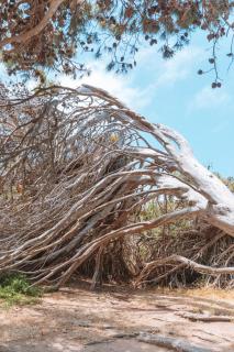 Forrest House Victor Harbor - 8
