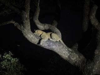 Ndzhaka Tented Camp - 7
