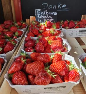 Obst- Ferienhof Ragg - 4