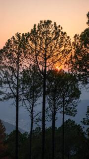 The Whistling Pine Homestay With Natural Swimming Pool - 9