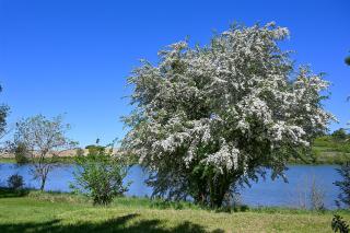 Camping les Coteaux du Lac - 2