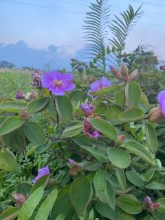 Tình's Homestay - 6