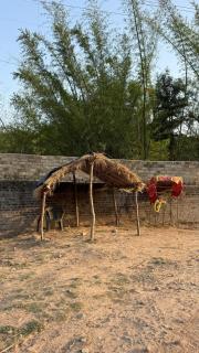 Malabar Monsoon, Hillside Farm in Chandigarh - 6