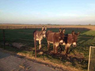 Gezellige studio op de boerderij - Sanitair in toiletgebouw - 7