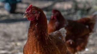 Les combelles gîtes à la ferme - 4