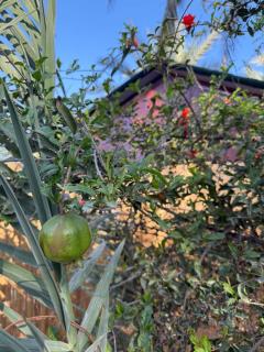 Fig Garden - 2