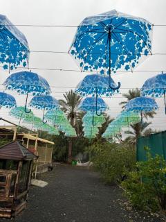 Fig Garden - 1