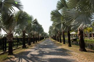Suanpalm Farmnok - 2