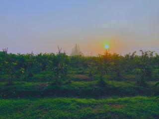 Timberland and Fruit Resort - 1