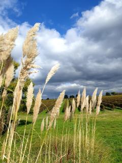 Les sources du vignoble - 8