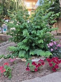 La Rugiada-con giardino e parcheggio moto privato - 2