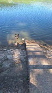 Lake Crown - 8