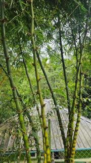 Bambooleaf - 8