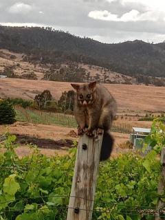 Beautiful Vineyard Stay - 9