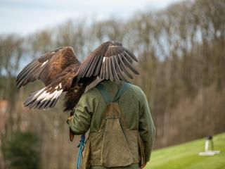Royal Dornoch - Ukc6918 - 8