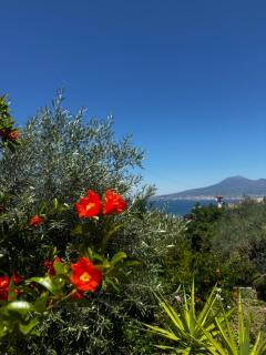 Villa Ciro - 7
