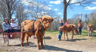 Cozy Couples Studio Slow Down on a Highland Cattle Farm - Loudon - 7