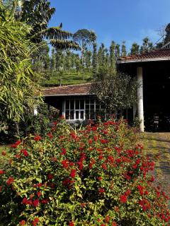 Mass Bungalow - 1