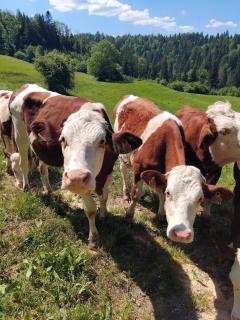 gite La Tour Au Comté - 6
