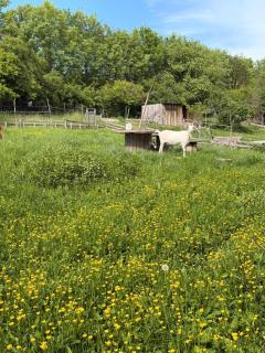 Schmöllner Eierlei - 8