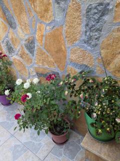 Tomor Shehu Guest House - Berat - 9