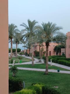 Palmera - 9