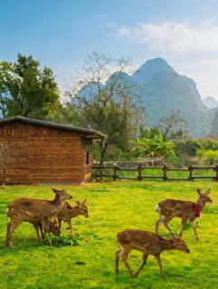 PastForward Deer Luxury Maison & Café - Yulong River Branch - Where past meets present, with deers by Karst view - Infinity pool & Rooftop Terrace - 7