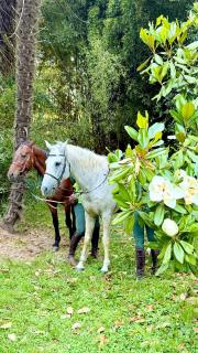 Villa La Dogana B&B di Charme - Historic Villa with a beautiful garden - private parking - Lucca - 8