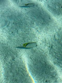Fifi House Huahine - 7
