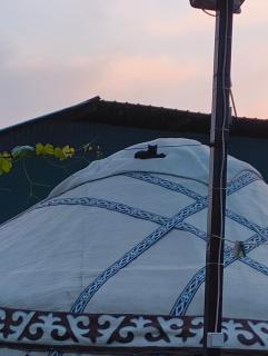 Yurt guesthouse - 4