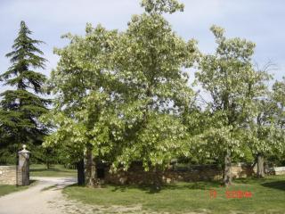 Domaine Notre Dame - La Verdière - 5