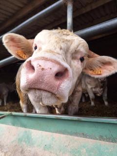 Nuit à la ferme au cœur du Pays de Caux - 3
