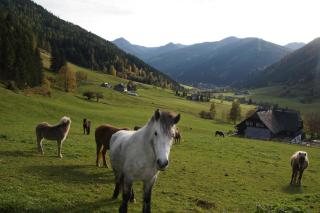 Der Perweinhof - 1