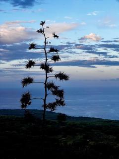 Ha'Alani Oceanview Sanctuary Space - 7