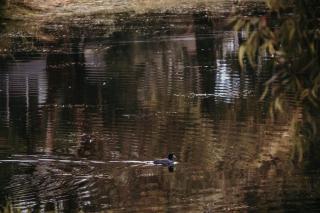 Whalers Cottage - 6