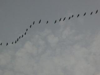 Löfwings B&B - 8